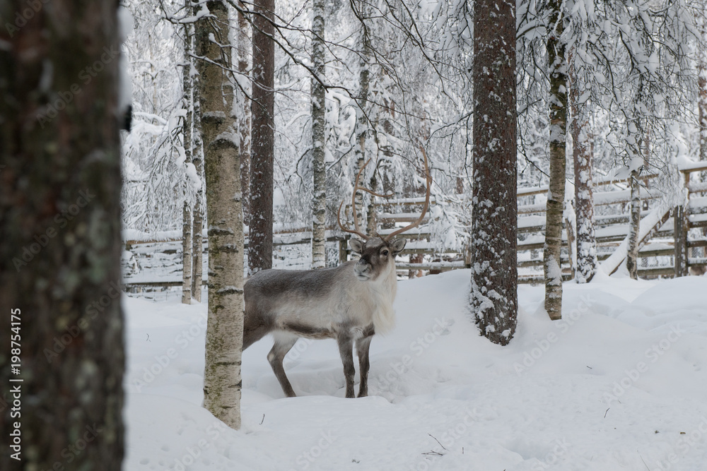 Obraz premium Reindeer in winter forest. Beautiful deer among trees in winter