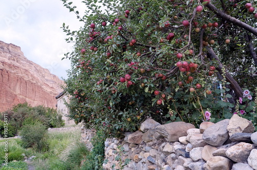 Apple tree with ripening fruit of a stone wall against a background of the red rock of Chusang. Nepal, Upper Mustang. photo