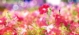 red mallow flowers on flowerbed,  shallow depth of field, bokeh, toned, suitable for header or banner