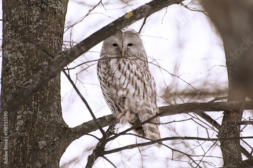 owl in winter forest