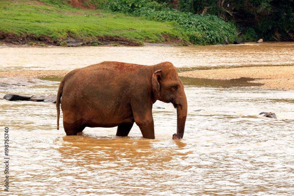 Elephant, Pinnawala Elephant Orphanage Sri Lanka Elephant, Pinnawala Elephant Orphanage Sri Lanka
