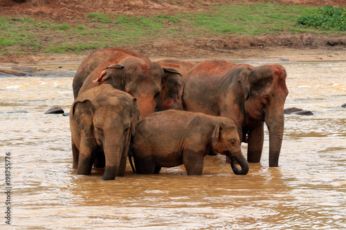 Photography Elephant, Pinnawala Elephant Orphanage Sri Lanka
