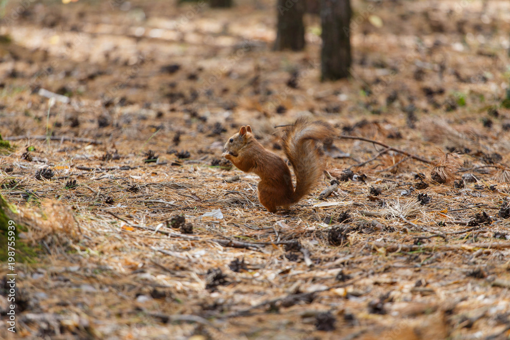 Obraz premium Squirrel