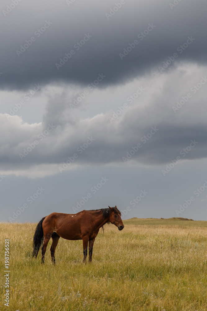 Horses