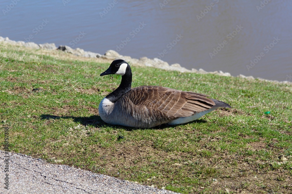 Obraz premium The goose in the green grass near the water of the lake.
