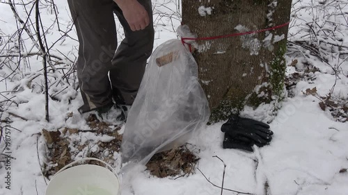 First maple sap harvest in early spring  photo