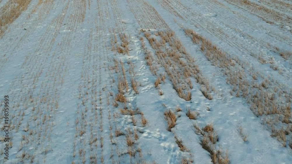 Drone fly above winter farm field with wheat stubble in snow, aerial view Drone fly above winter farm field with wheat stubble in snow, aerial view