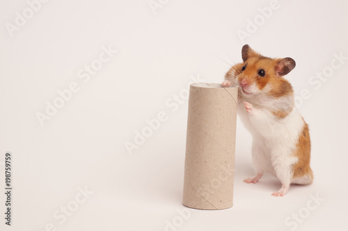 Syrian hamster on a white background
