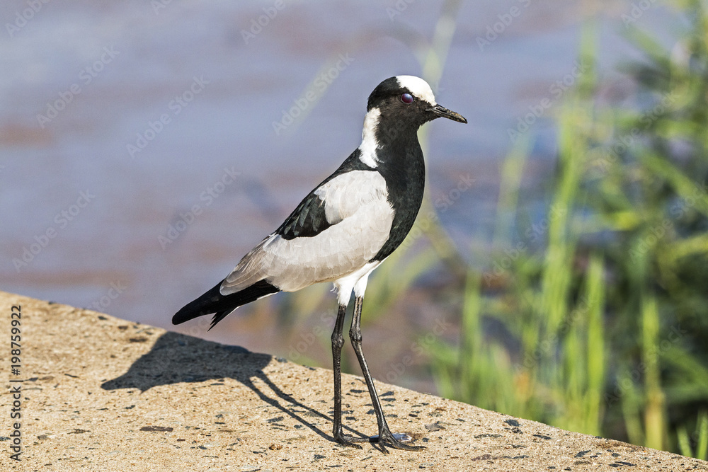 Single Blacksmith Plover at Imfolozi Hluhluwe Game Reserve Single Blacksmith Plover at Imfolozi Hluhluwe Game Reserve