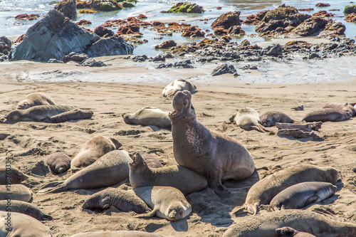 Barking Elephant Seals on a Sandy Beach During Breeding Season at Piedras Blancas Rookery  Central Coast  California