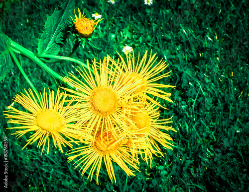 Bunch of yellow flowers on the ground