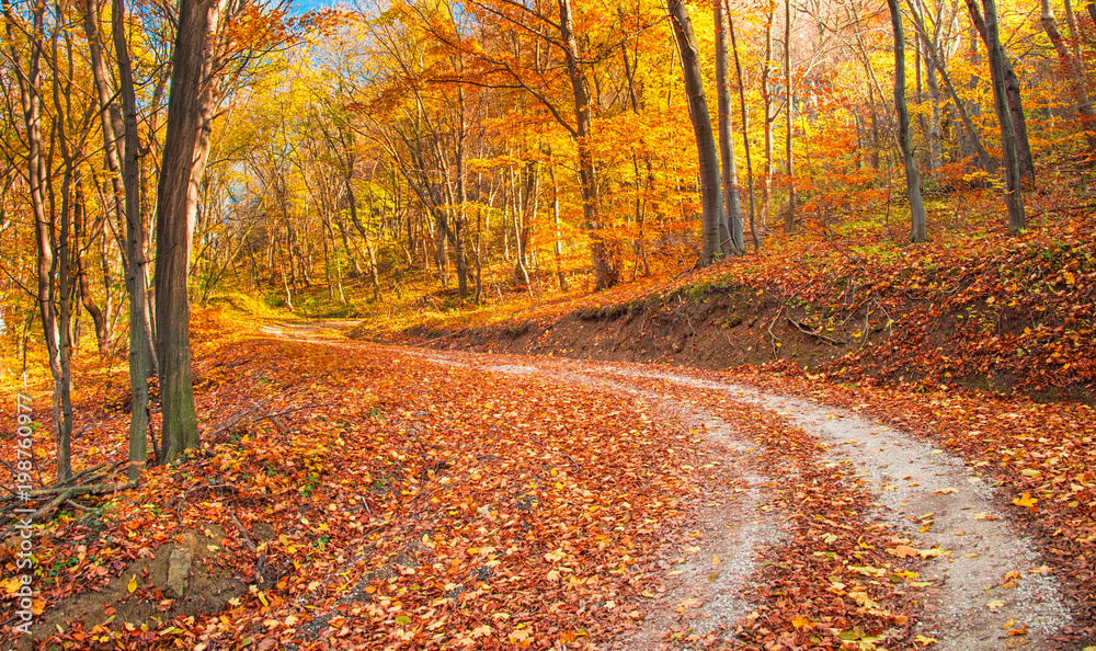 Obraz premium Droga w lesie jesienią