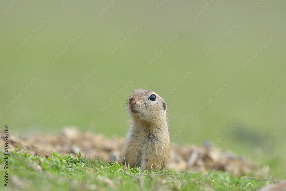 European ground squirrel standing in the grass. (Spermophilus citellus) Wildlife scene from nature. Ground squirrel on meadow European ground squirrel standing in the grass. (Spermophilus citellus) Wildlife scene from nature. Ground squirrel on meadow