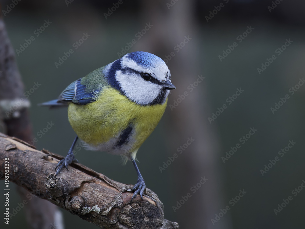 Fototapeta premium Eurasian blue tit (Cyanistes caeruleus)