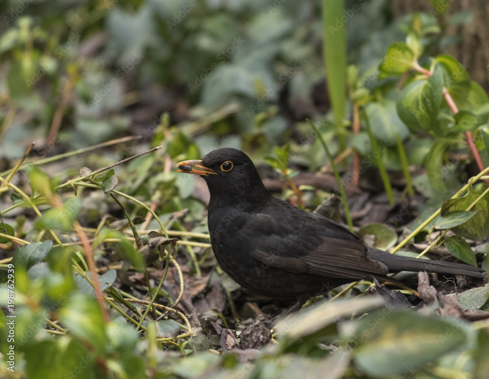 Male blackbird in the garden Male blackbird in the garden