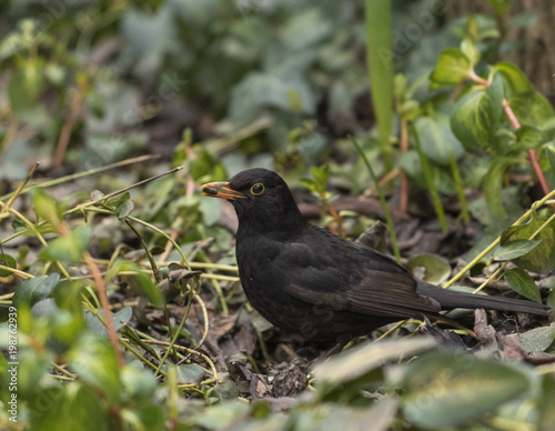 Male blackbird in the garden