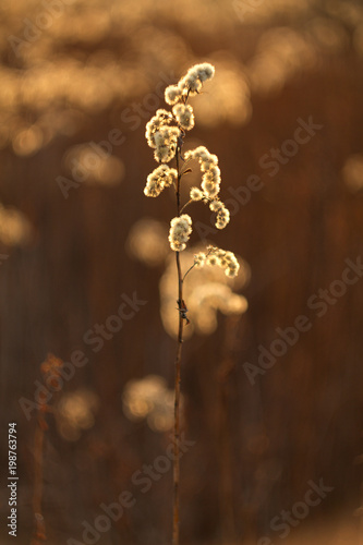 An old dry flower, a dried plant grass reeds in the spring after winter. © venars.original