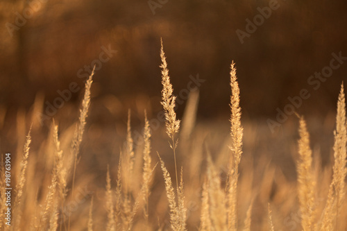 An old dry flower, a dried plant grass reeds in the spring after winter.
