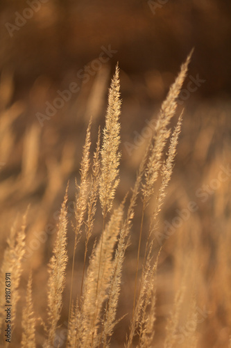 An old dry flower, a dried plant grass reeds in the spring after winter.