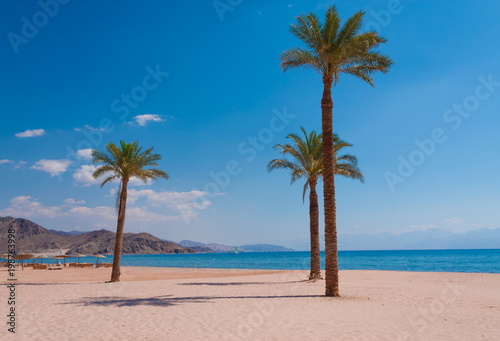 Egypt. Red sea day. Beach  sea  palms