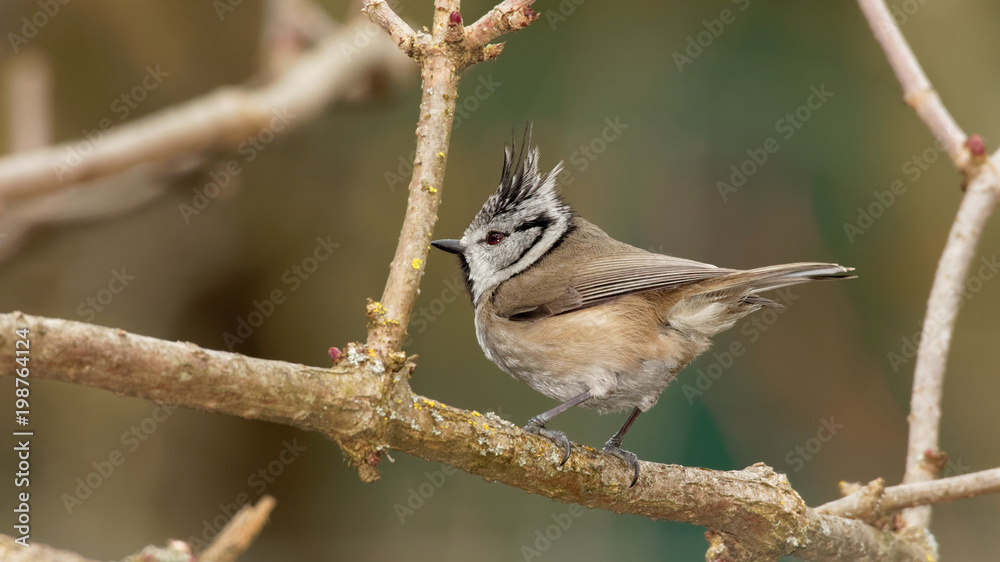 Obraz premium European crested tit