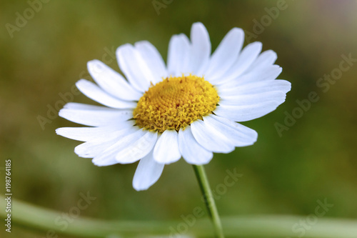 A beautiful sunny chamomile flower