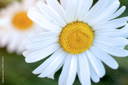 Beautiful daisy flowers in summer day