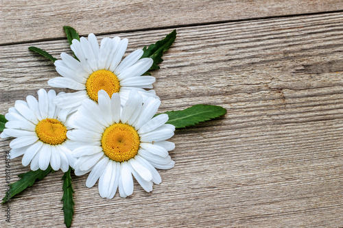 White chamomiles flowers on table