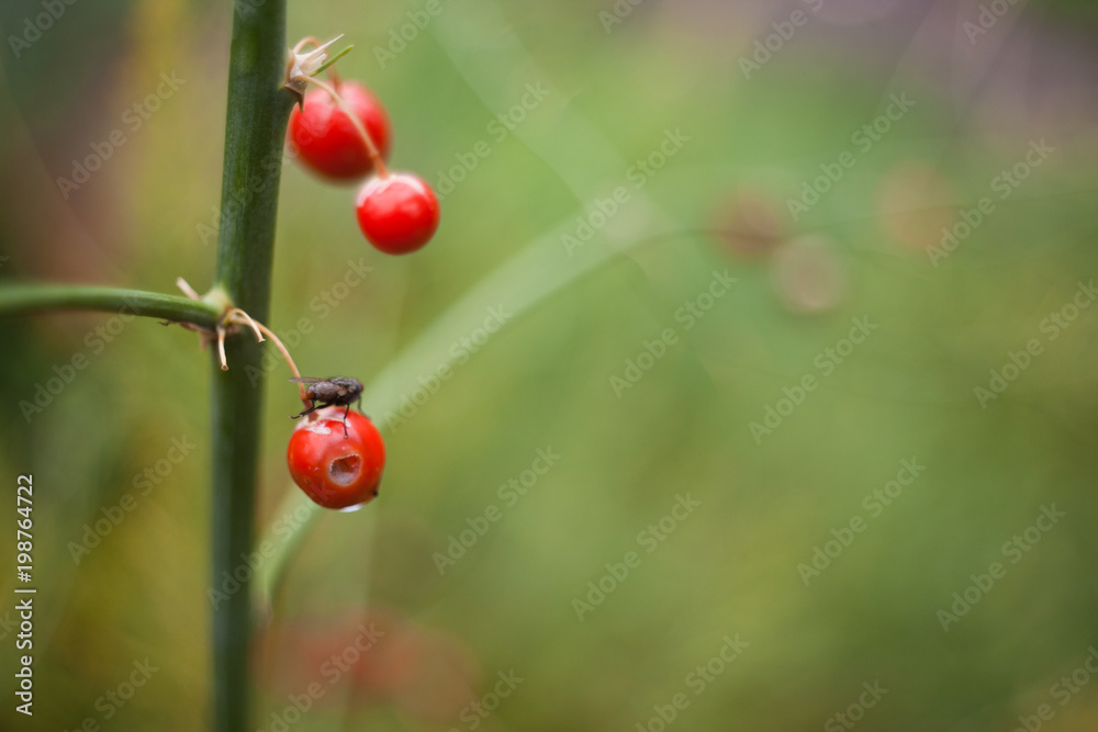 a fly on a red berry in the garden