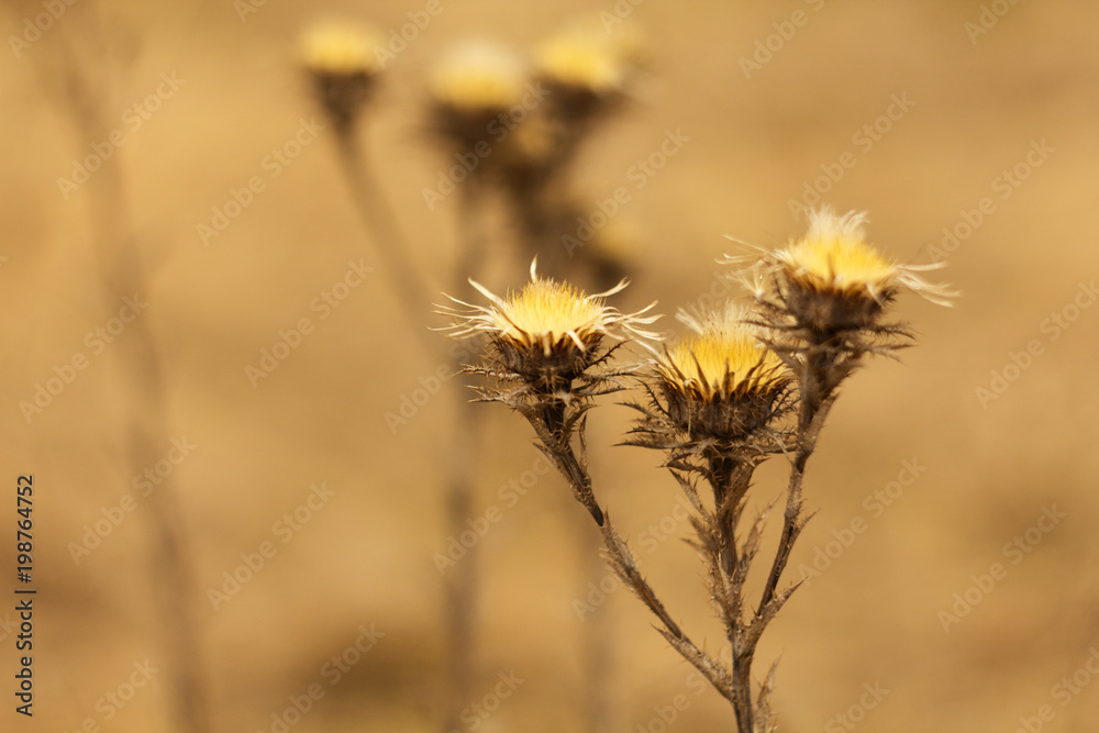 An old dry flower, dried thistle in spring after winter.