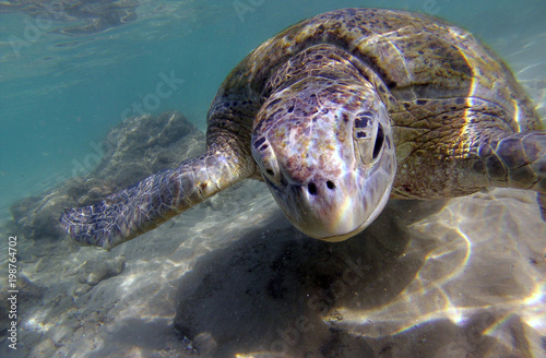turtle sri lanka