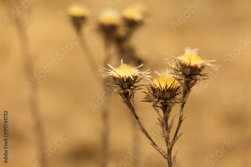 An old dry flower  dried thistle in spring after winter.