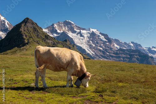 Swiss brown mountain cow grazing high up in the Bernese Alps.