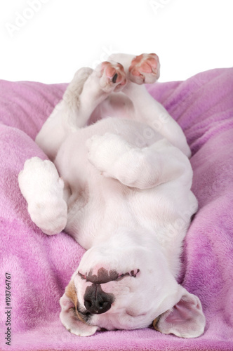 Schlafender Mischlingswelpe auf rosa Decke