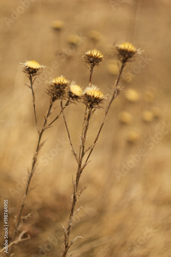 An old dry flower, dried thistle in spring after winter.