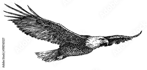 black and white engrave isolated eagle illustration