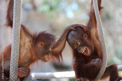 Two Young Baby Orangutan Playing Around with Eachother  / Baby Animals 