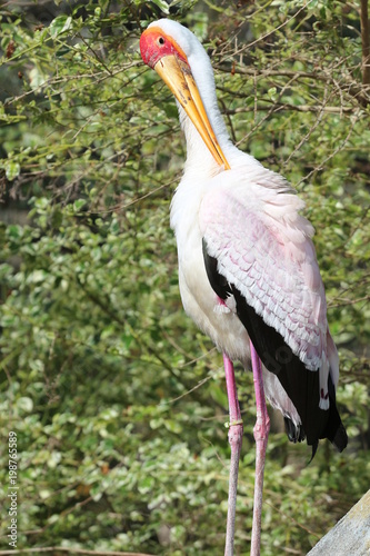 Yellow-billed stork / Wood Stork 