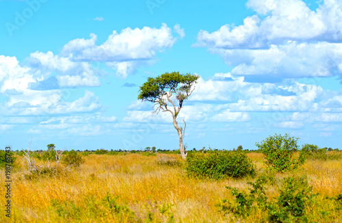 South Africa Savannah Scenic, umbrella tree with cloudy Blue Sky Background