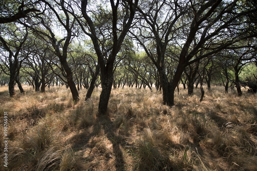 Fototapeta premium Golden morning