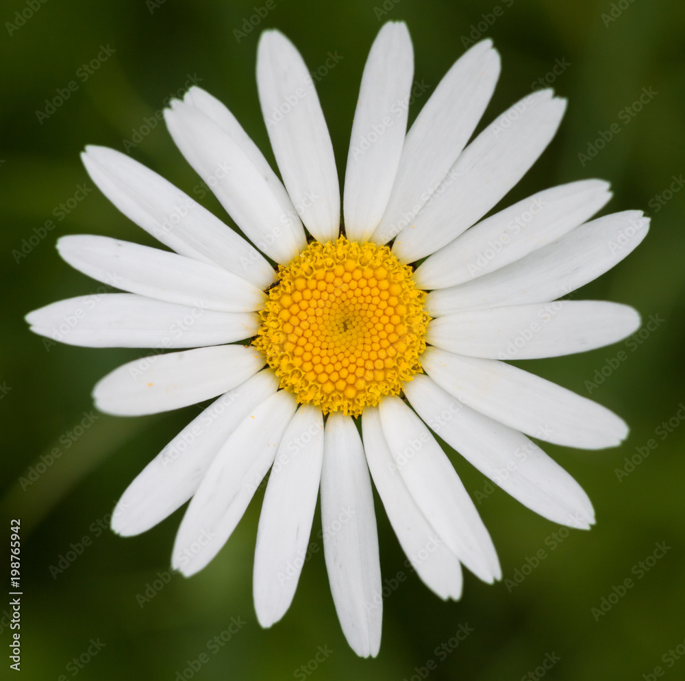 Fototapeta premium Ox-eye daisy in front of green grass