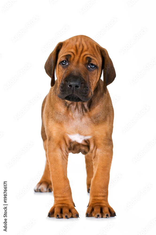 Rhodesian Ridgeback Welpe isoliert auf weißem Grund Rhodesian Ridgeback Welpe isoliert auf weißem Grund