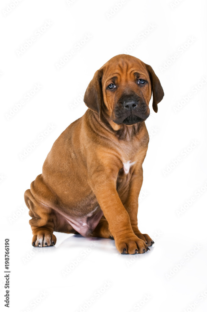 Sitzender Rhodesian Ridgeback Welpe isoliert auf weißem Grund Sitzender Rhodesian Ridgeback Welpe isoliert auf weißem Grund