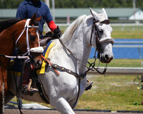 A noble white lead pony escorting a thoroughbred racehorse to the starting gate at a southeast florida racetrack.