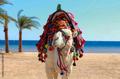 egyptian camel, Hurghada