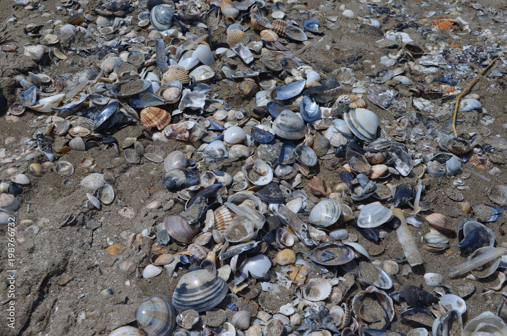 Punta Sabbioni, muszle na plaży nad Adriatykiem Punta Sabbioni, muszle na plaży nad Adriatykiem