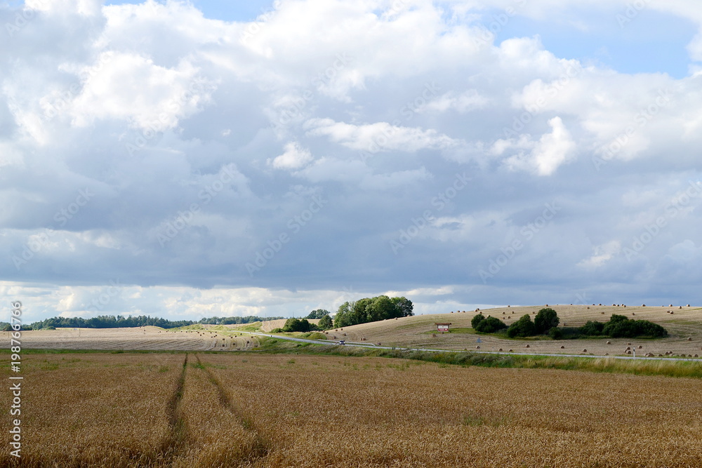 Cornfield in summer, sky with clouds, road