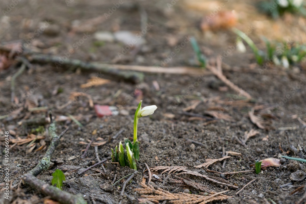 Spring flowering. Snowdrops in the park. Slovakia Spring flowering. Snowdrops in the park. Slovakia