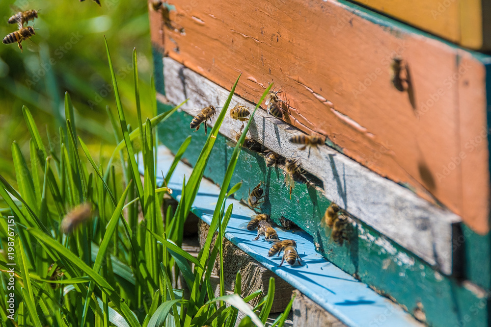 A beehive and its hard working small bees