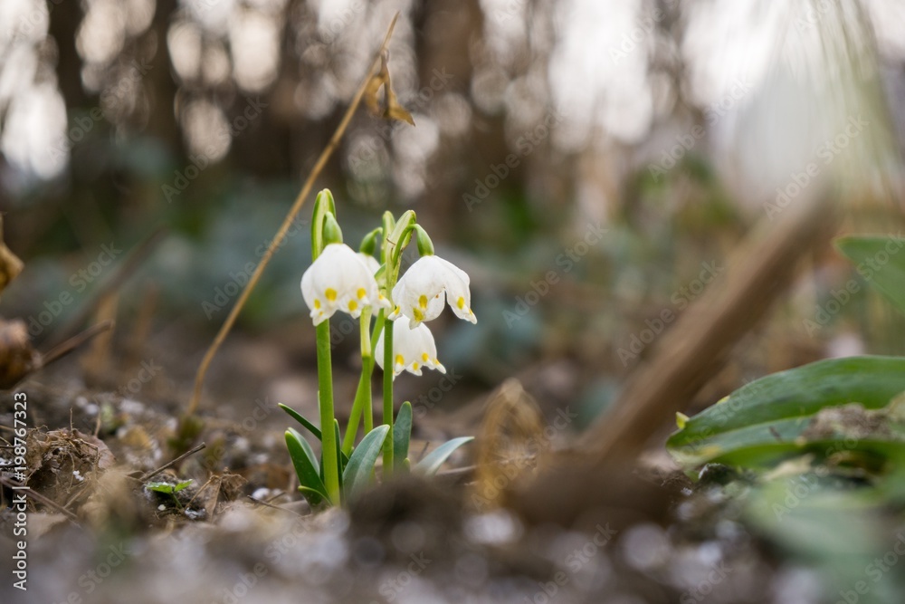Spring flowering. Snowdrops in the park. Slovakia Spring flowering. Snowdrops in the park. Slovakia